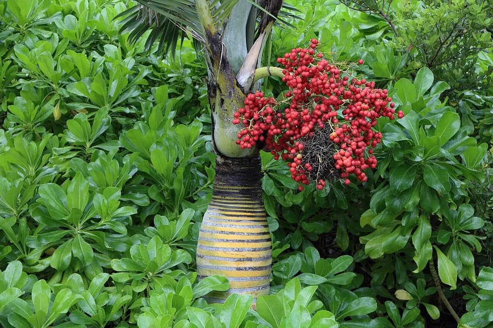 Bottle Palm