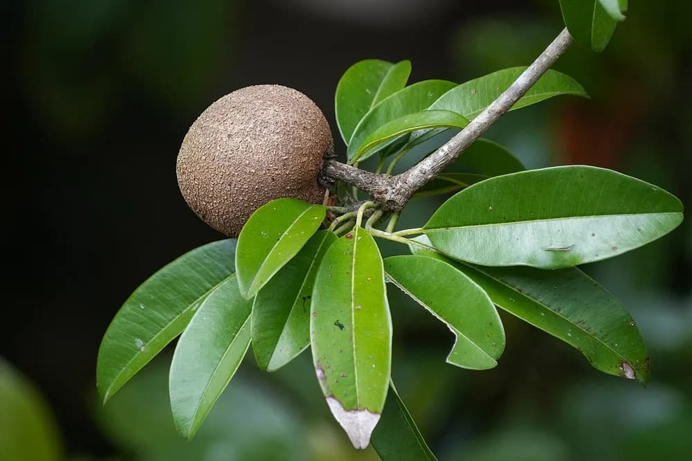 Chiku (Sapota)